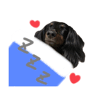 老犬その2（個別スタンプ：5）