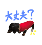 老犬その2（個別スタンプ：8）