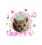 にゃんこ（普段使える言葉）（個別スタンプ：1）