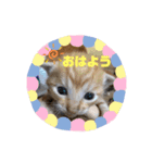 にゃんこ（普段使える言葉）（個別スタンプ：2）
