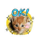 にゃんこ（普段使える言葉）（個別スタンプ：7）