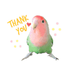 コザクラインコのぴっぴとマオ（個別スタンプ：1）