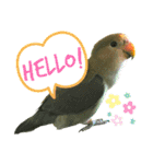 コザクラインコのぴっぴとマオ（個別スタンプ：4）