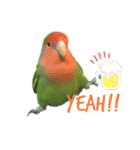 コザクラインコのぴっぴとマオ（個別スタンプ：6）
