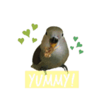 コザクラインコのぴっぴとマオ（個別スタンプ：7）