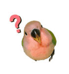 コザクラインコのぴっぴとマオ（個別スタンプ：8）