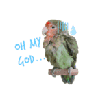 コザクラインコのぴっぴとマオ（個別スタンプ：9）
