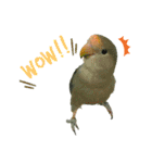 コザクラインコのぴっぴとマオ（個別スタンプ：10）