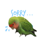 コザクラインコのぴっぴとマオ（個別スタンプ：11）