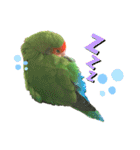 コザクラインコのぴっぴとマオ（個別スタンプ：12）