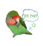 コザクラインコのぴっぴとマオ（個別スタンプ：14）