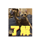 大河さんとクロノくん（個別スタンプ：6）