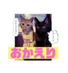 大河さんとクロノくん（個別スタンプ：12）