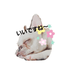 あぶぅ だもの 2（個別スタンプ：3）