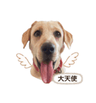 しかのいぬ（個別スタンプ：2）