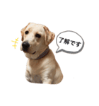 しかのいぬ（個別スタンプ：4）