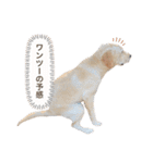 しかのいぬ（個別スタンプ：5）