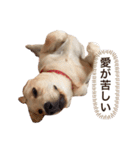 しかのいぬ（個別スタンプ：6）