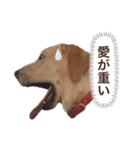 しかのいぬ（個別スタンプ：7）