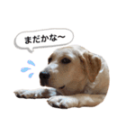 しかのいぬ（個別スタンプ：8）