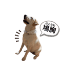 しかのいぬ（個別スタンプ：9）