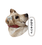 しかのいぬ（個別スタンプ：10）