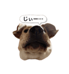 しかのいぬ（個別スタンプ：13）