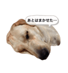 しかのいぬ（個別スタンプ：20）