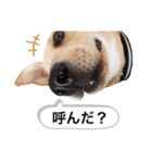 しかのいぬ（個別スタンプ：23）