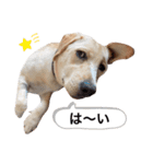 しかのいぬ（個別スタンプ：26）