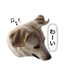 しかのいぬ（個別スタンプ：29）