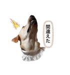しかのいぬ（個別スタンプ：30）