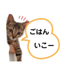 ねこのちくわ①（個別スタンプ：3）