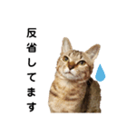 ねこのちくわ①（個別スタンプ：4）