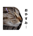 ねこのちくわ①（個別スタンプ：5）