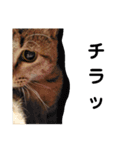 ねこのちくわ①（個別スタンプ：7）