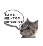 ねこのちくわ①（個別スタンプ：8）