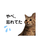 ねこのちくわ①（個別スタンプ：11）