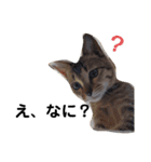 ねこのちくわ①（個別スタンプ：13）