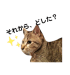 ねこのちくわ①（個別スタンプ：15）