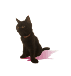 黒猫 テテ（個別スタンプ：1）