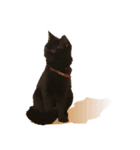 黒猫 テテ（個別スタンプ：2）