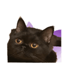 黒猫 テテ（個別スタンプ：3）