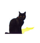 黒猫 テテ（個別スタンプ：5）