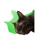 黒猫 テテ（個別スタンプ：6）