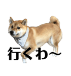 柴犬 こっちゃん（個別スタンプ：1）