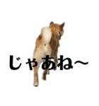 柴犬 こっちゃん（個別スタンプ：2）