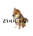 柴犬 こっちゃん（個別スタンプ：3）