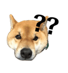 柴犬 こっちゃん（個別スタンプ：4）