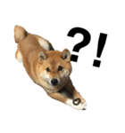 柴犬 こっちゃん（個別スタンプ：5）